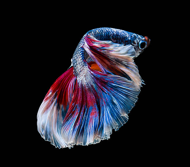 istock closeup beautiful tail of fish 495700244