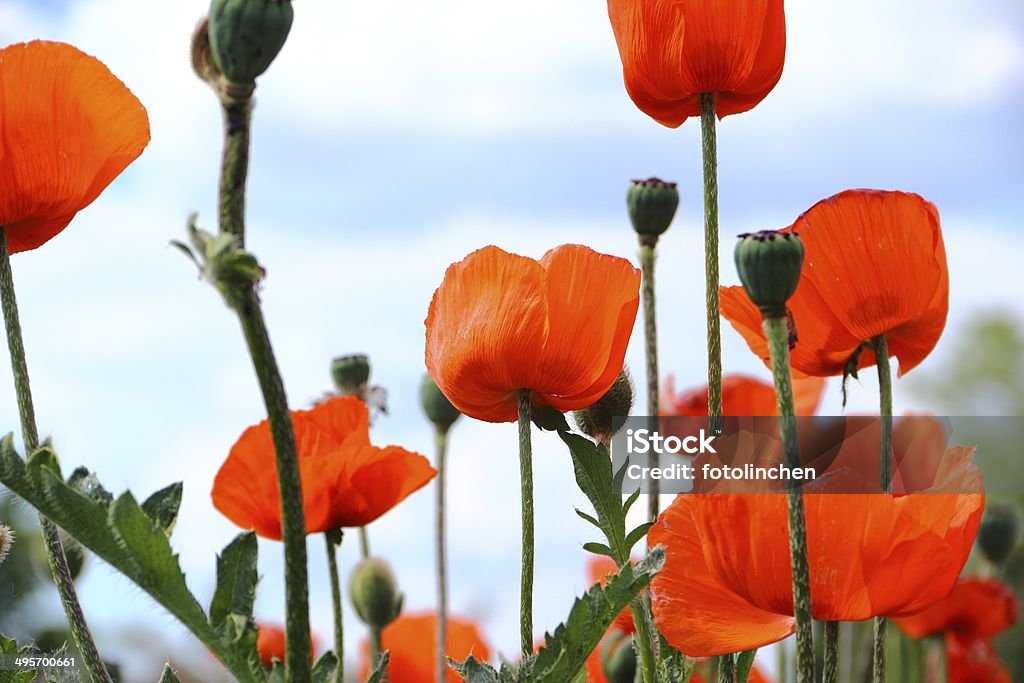 Red corn poppies - Lizenzfrei Blume Stock-Foto