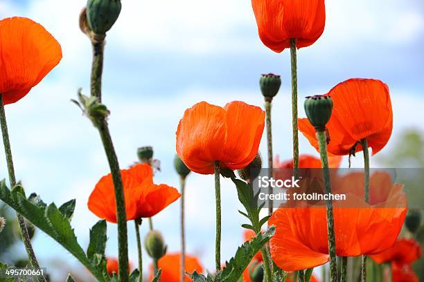 Red Corn Poppies Stockfoto und mehr Bilder von Blume - Blume, Blumenbeet, Blüte
