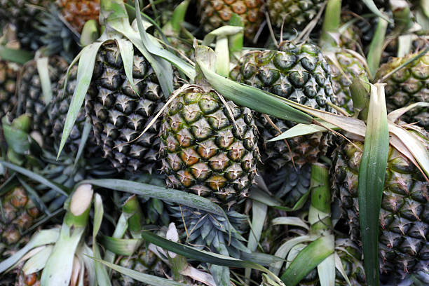 THAILAND CHIANG MAI MARKET FRUITS PINEAPPLE Pineapple at the Talat Warorot Market in Chiang Mai in chiang Mai province in northern Thailand in South East Asia. warorot stock pictures, royalty-free photos & images