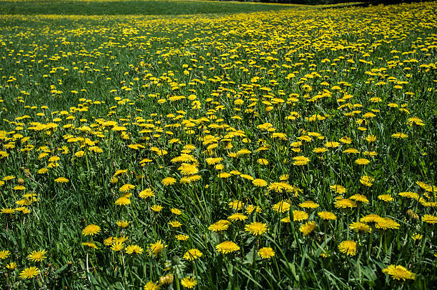 Cтоковое фото Field of dandelions