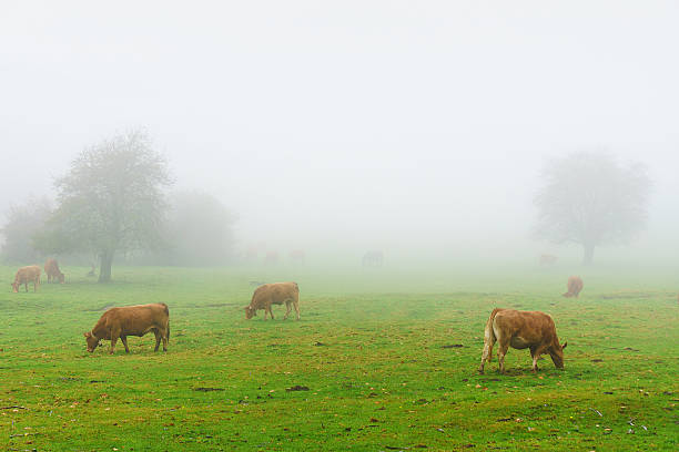 istock cows on foggy field 495701266