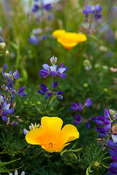 Poppies and Lupines stock photo