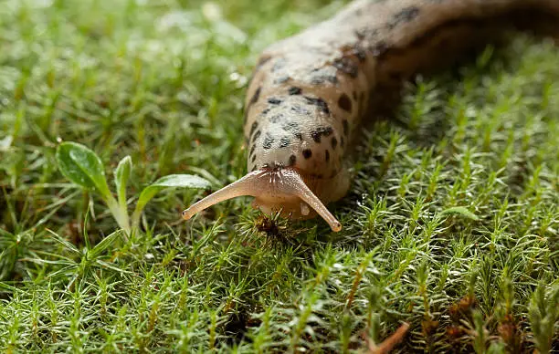 Photo of Spotted slug on moss