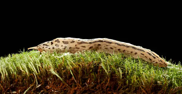 Photo of Great Leopard Slug