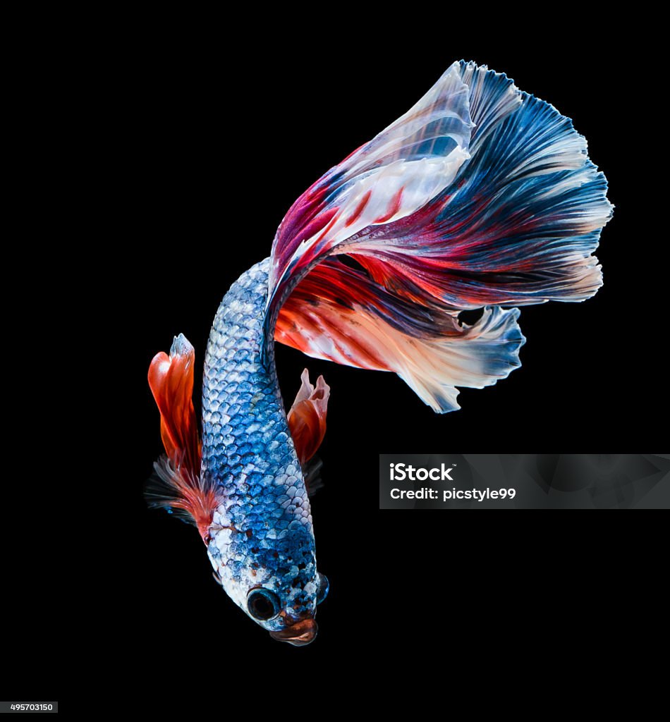 siam fighting fish are swimming siam fighting fish are swimming on black background 2015 Stock Photo