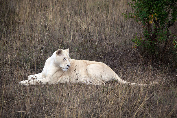 White lion stock photo