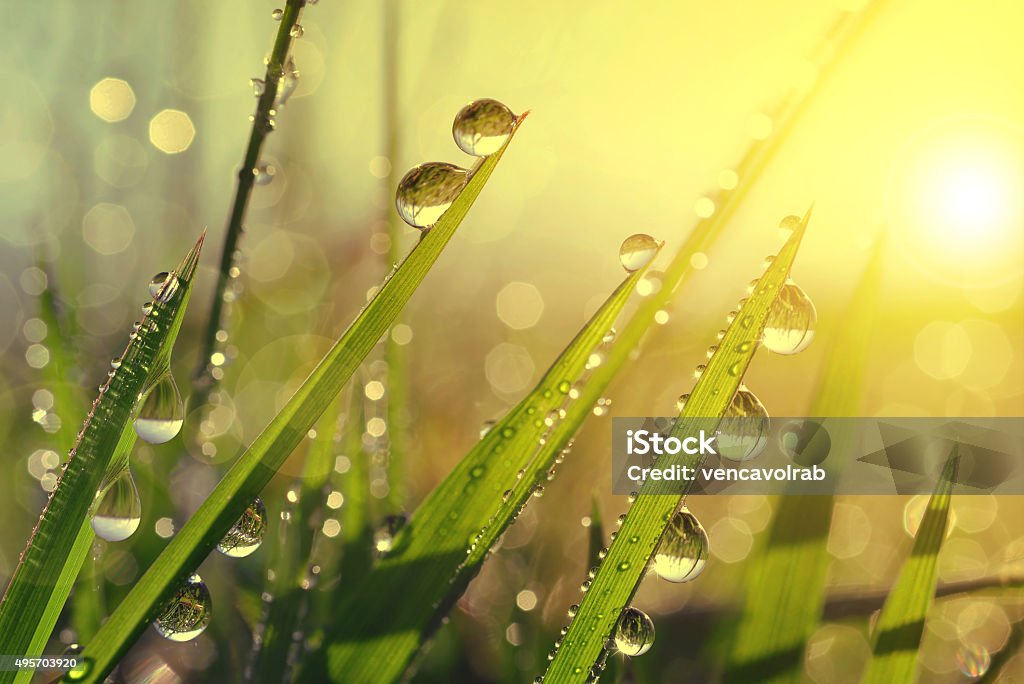 Hierba fresco con gotas de rocío en sunrise. - Foto de stock de Hierba - Pasto libre de derechos