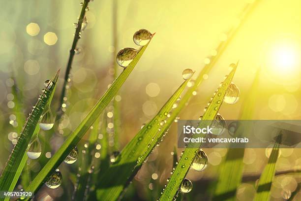Fresh Grass With Dew Drops At Sunrise Stock Photo - Download Image Now - Grass, Leaf, Water
