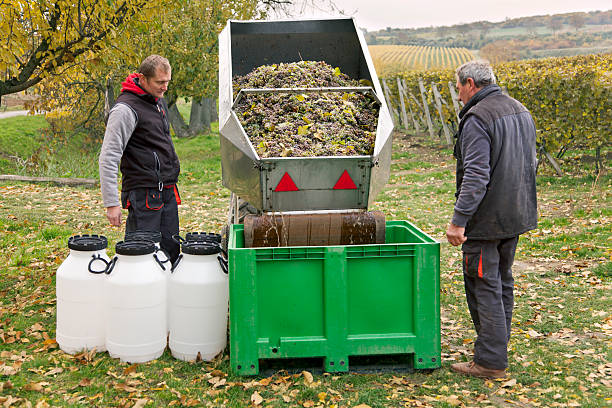 istock Harvesting of grapes in vineyard 495704454