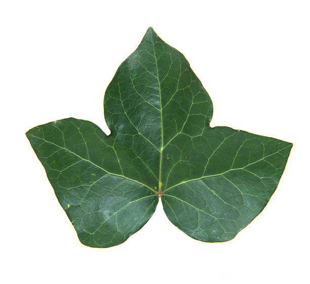 Single Ivy Leaf Stock Photo - Download Image Now - 2015, Cut Out