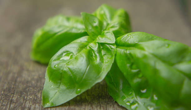 basil Fresh basil aromatisch stock pictures, royalty-free photos & images