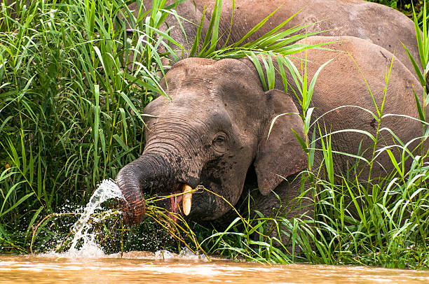 Elephants in the wild Elephants in the wild at the Kinabatangan river in Sabah, Borneo, Malaysia kinabatangan river stock pictures, royalty-free photos & images