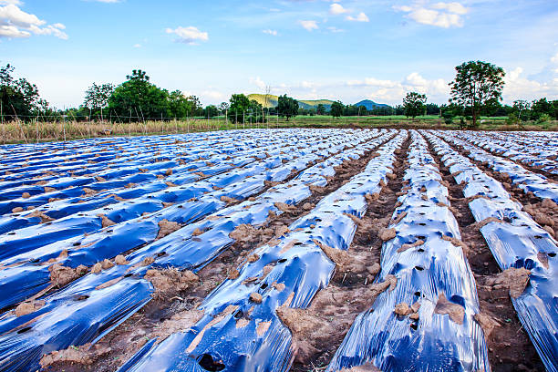 Plantation in the Mulch Plastic Film (Mulching). stock photo