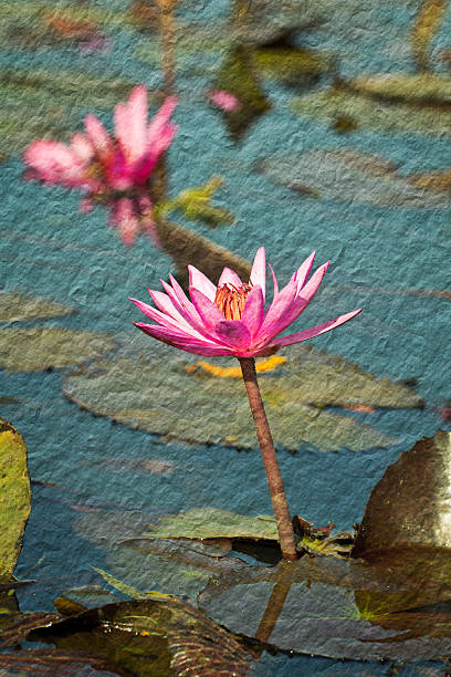 Pink lotus in lake at Udon thanee stock photo