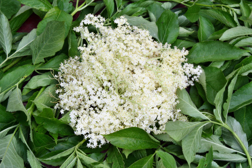 Syrup of elderflower in the background of green leaves