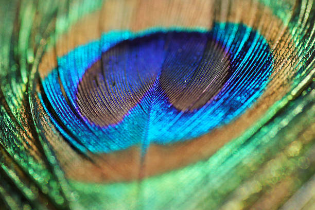istock Macro, Close up of Peacock feather 495716983