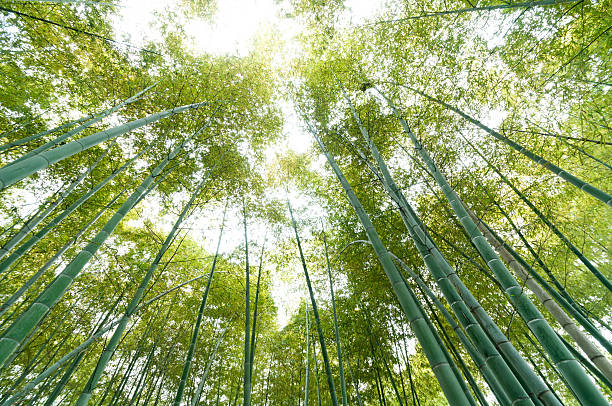 竹林 - forest sunbeam tree light ストックフォトと画像