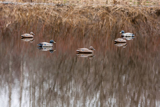 stuffed ducks near the riverside plastic stuffed ducks near the riverside hunting decoy photos stock pictures, royalty-free photos & images