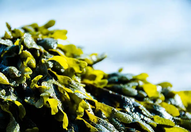 Photo of Seaweed on the beach