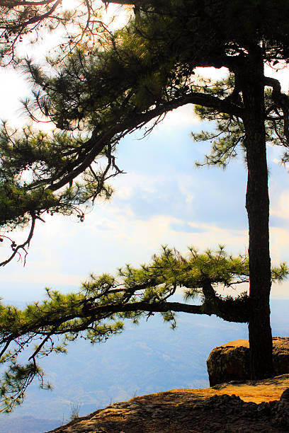 pines dans la brume au phukradueng national park, loei, en thaïlande - kesiya photos et images de collection