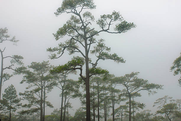 pines dans la brume au phukradueng national park, loei, en thaïlande - kesiya photos et images de collection