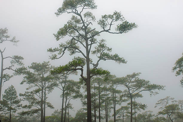 pines na névoa em phukradueng parque nacional, tailândia, loeithailand.kgm - kesiya imagens e fotografias de stock