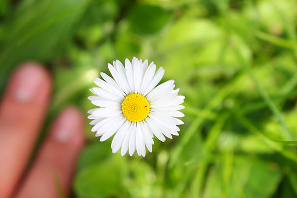 Daisy, stock photo