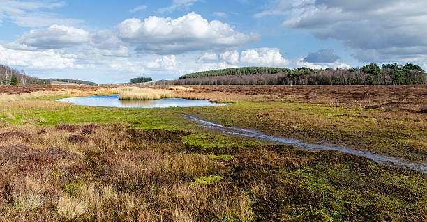 frontera observe - sphagnum fotografías e imágenes de stock