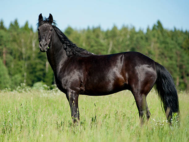 istock black horse in summer 495719803