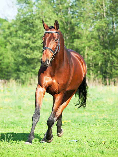 istock Running  bay sportive horse in the spring meadow 495721055