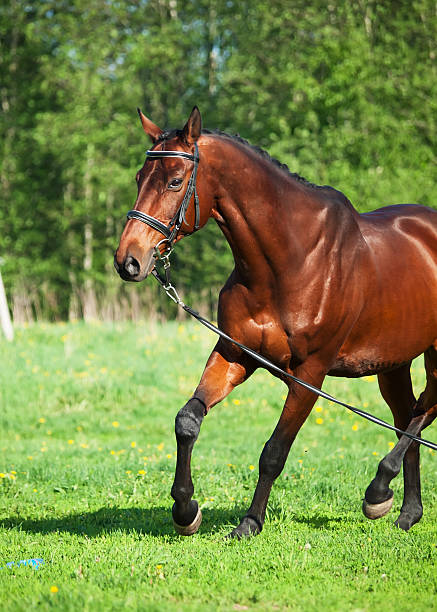 istock Longeing  bay  horse in the spring meadow 495721073