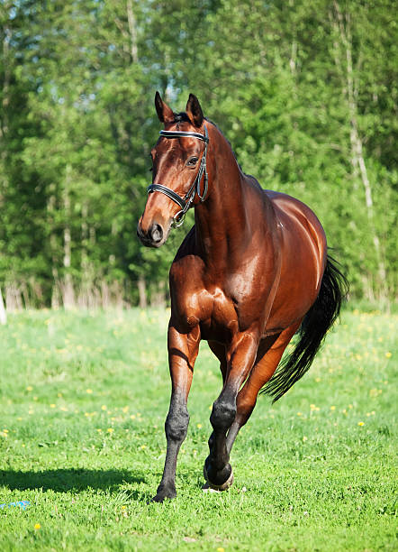 istock Running  bay sportive horse in the spring meadow 495721103
