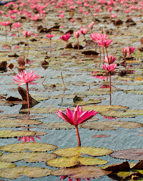 Pink lotus in lake at Udon thanee stock photo