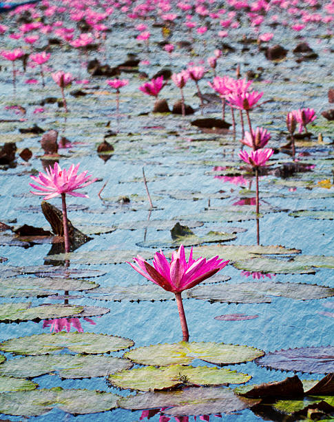 Pink lotus in lake at Udon thanee stock photo