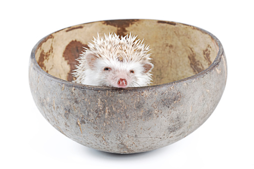 african pygmy hedgehog in coconut shell