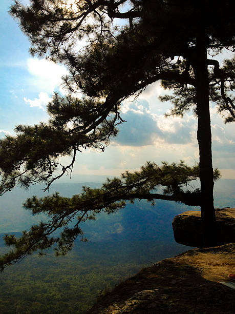 pines na névoa em phukradueng parque nacional, tailândia, loeithailand.kgm - kesiya imagens e fotografias de stock