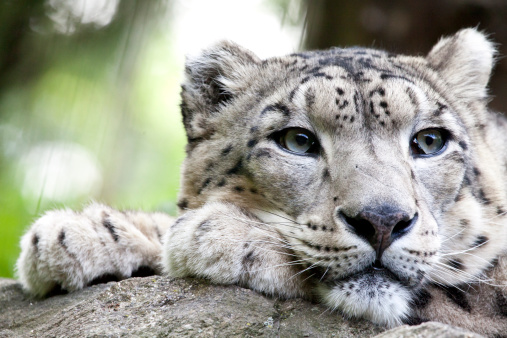 The snow leopard (Panthera uncia syn. Uncia uncia) is a large cat native to the mountain ranges of Central and South Asia. 