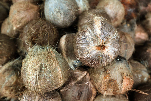 istock ASIA THAILAND CHIANG MAI COCOSNUT 495721875