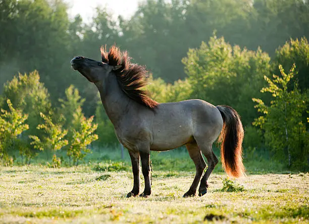 Photo of wild horse in morning