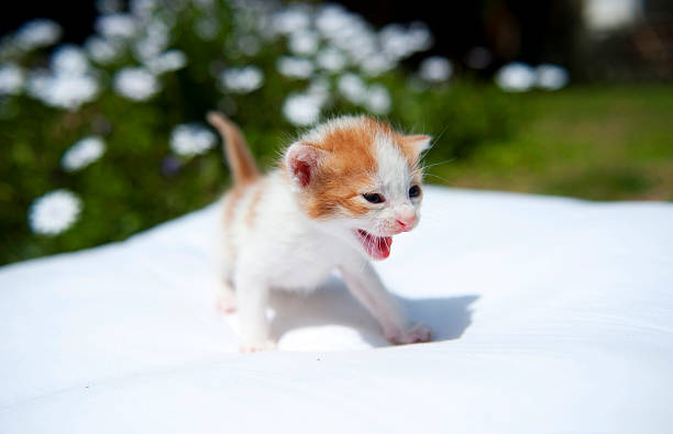 little cute kitten is playing and looking at the camera