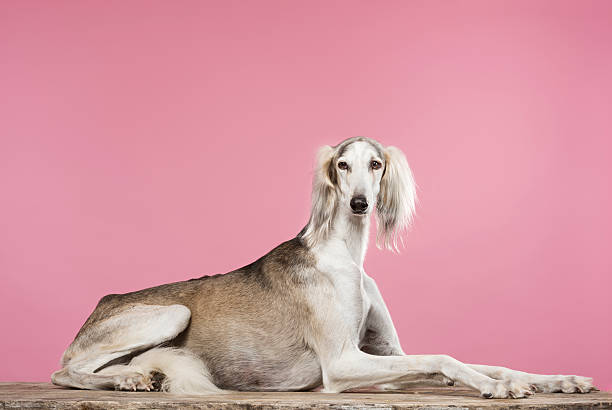 porträt einer saluki arabischen hound - windhund stock-fotos und bilder