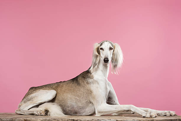 portrait d'un chien saluki arabe - sight hound photos et images de collection