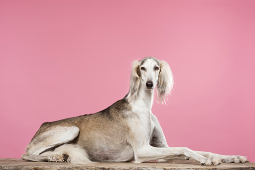 Elegant portrait of a male, grey and white Saluki Arabian Hound relaxing on a weathered table top against a pink background. Saluki's are fleet footed hunting dogs that hunt by sight. They originate from the area that was known as Persia where they were bred for centuries for their hunting skills. With careful and patient training they can become loyal and affectionate pets. Horizontal format, colour with lots of copy space.
