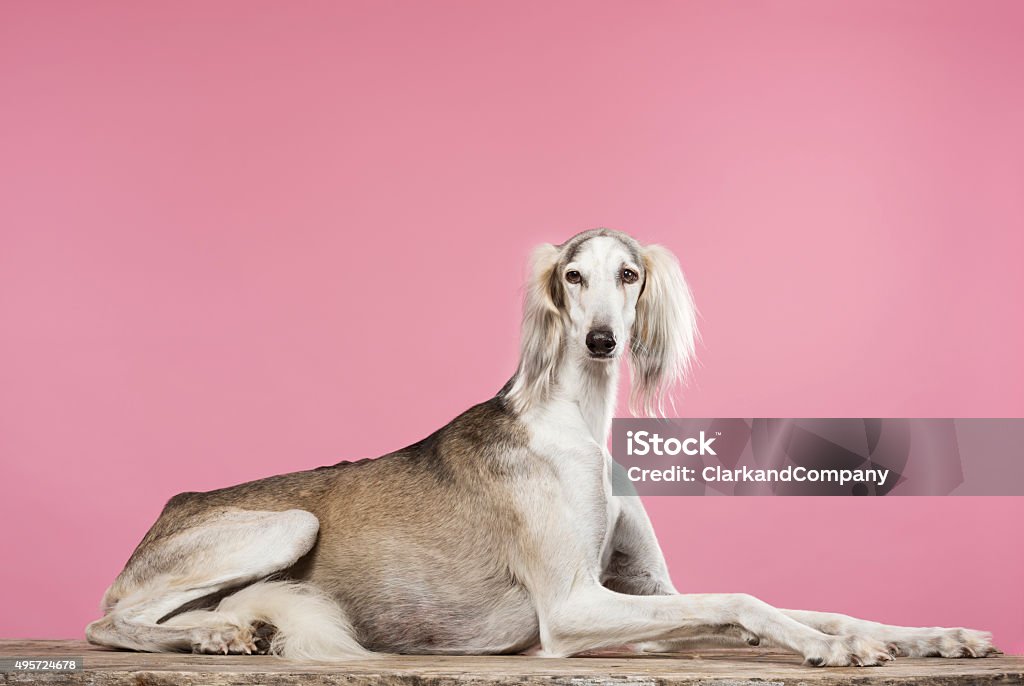 Portrait of a Saluki Arabian Hound Elegant portrait of a male, grey and white Saluki Arabian Hound relaxing on a weathered table top against a pink background. Saluki's are fleet footed hunting dogs that hunt by sight. They originate from the area that was known as Persia where they were bred for centuries for their hunting skills. With careful and patient training they can become loyal and affectionate pets. Horizontal format, colour with lots of copy space. Dog Stock Photo