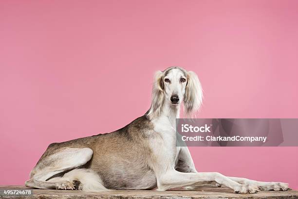 Portrait Of A Saluki Arabian Hound Stock Photo - Download Image Now - Dog, Elegance, Greyhound