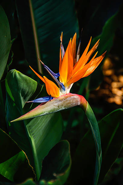 istock Bird of Paradise Plant 495725104