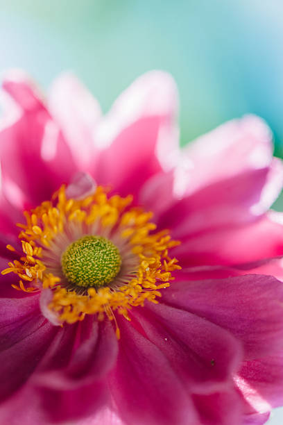 istock Pink Anemone flower close up 495725376