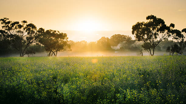 istock Sunrise on the canola field 495725868
