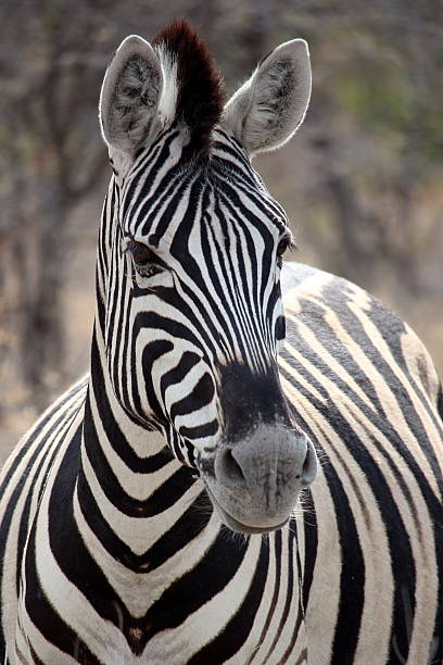 istock Zebra Portrait in Etosha, Namibia 495725998